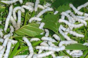 silk-worm | No talk of Mysore is completed without a mention of silk ...